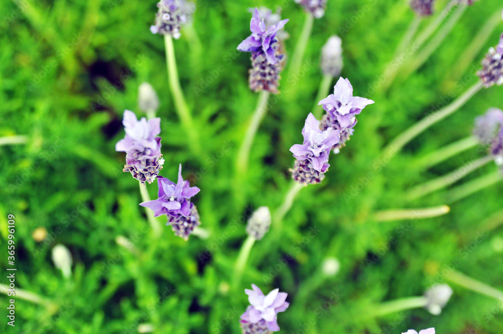 lavender flowers in the garden lavender flowers in the garden