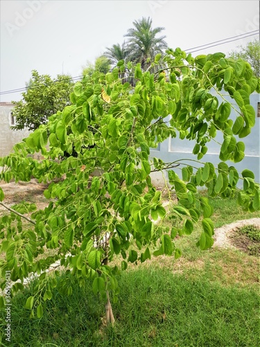 a green tree in garden