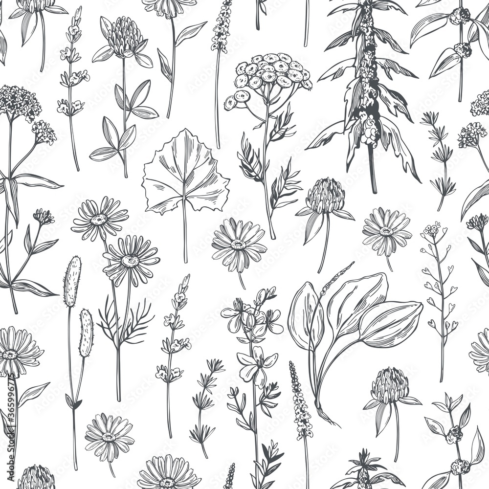 Obraz Hand drawn medicinal herbs.Vector seamless pattern.