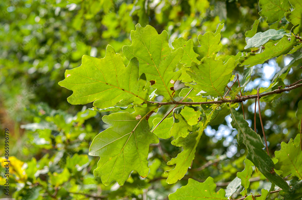 Leaves of Common Oak, Quercus robur. Photo taken in Mimizan, The Landes Department, France Leaves of Common Oak, Quercus robur. Photo taken in Mimizan, The Landes Department, France