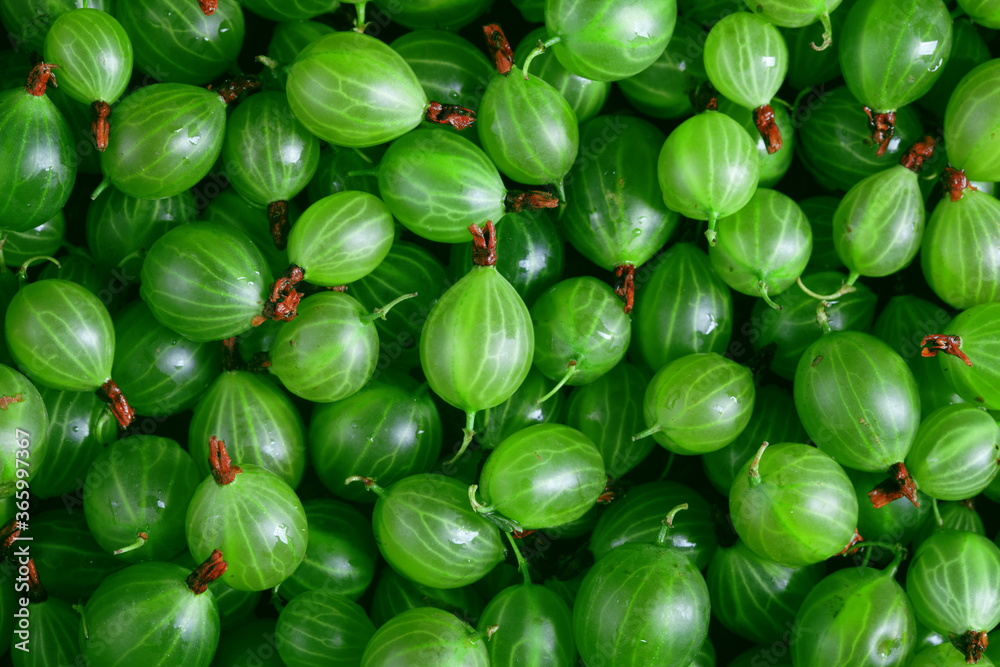 group of many fresh green gooseberries, plain background group of many fresh green gooseberries, plain background