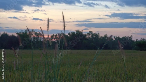 Itchgrass / scientific name 