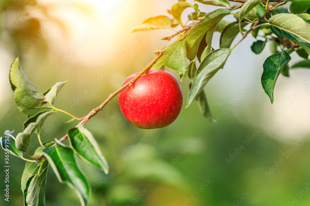 Red apples on the tree.fresh fruits in apple plantation. Red apples on the tree.fresh fruits in apple plantation.