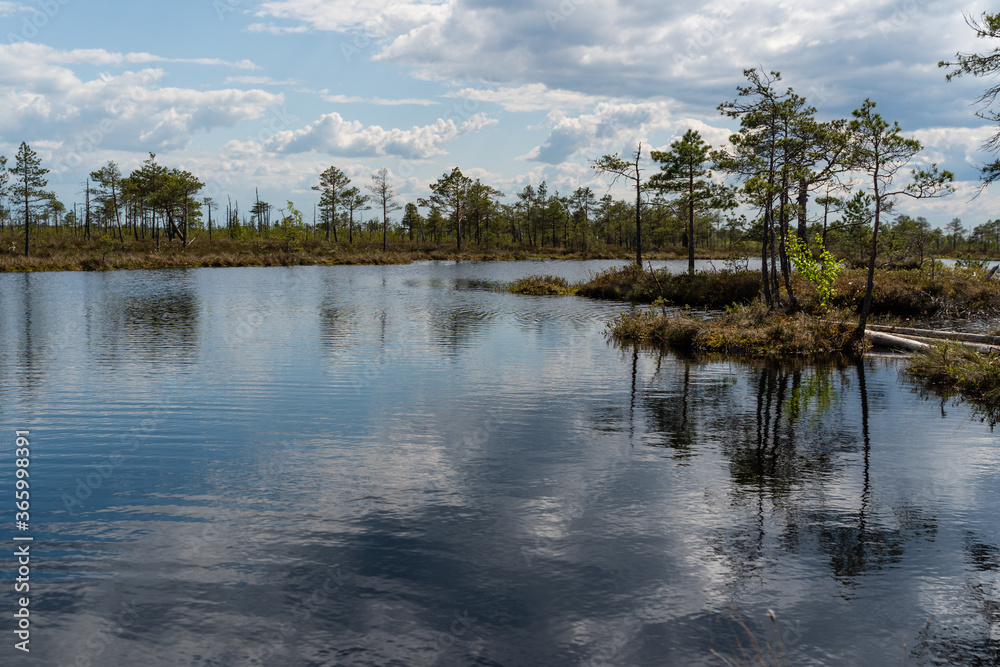 Obraz premium Forest lake with many islets on it. Wonderful natural landscape of the protected area - bogs. 
