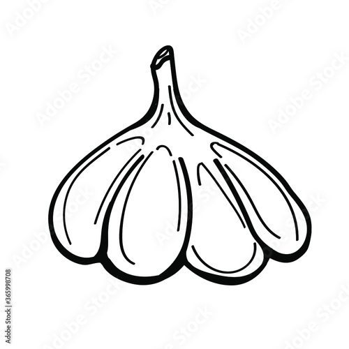 Vector illustration element  with garlic in doodle style. Hand drawn food. Icon, symbol, logo. ingredient t for cook.