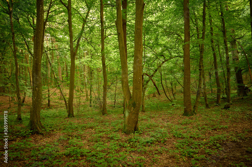 Quiet green woodland. Summertime in the Briukhovychi forest, Ukranian Roztocze.
