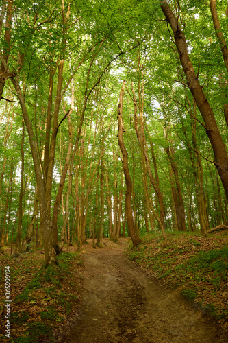 Fototapeta Naklejka Na Ścianę i Meble -  Peaceful forest pathway in the charm Briukhovychi woods