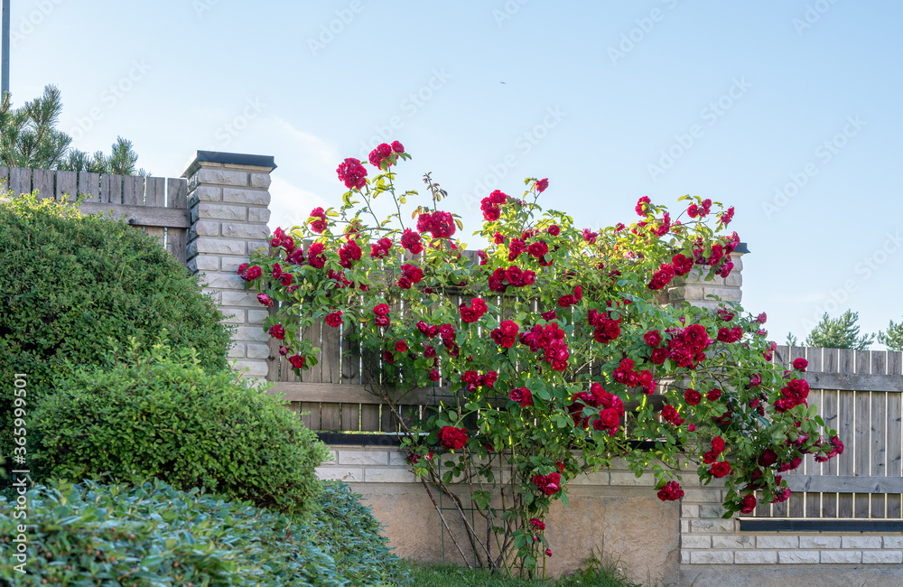 flowers in the garden