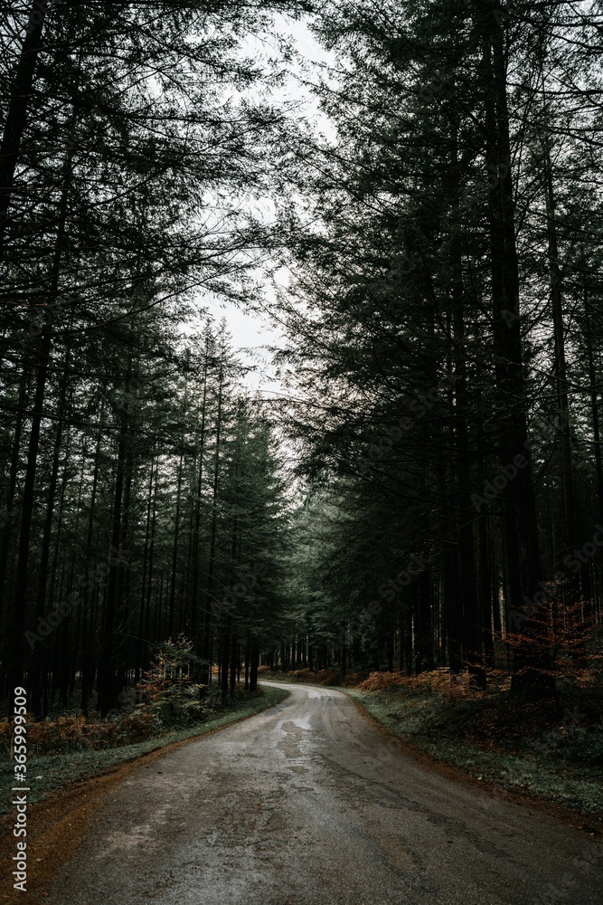 Naklejka premium road in the forest