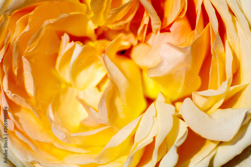 yellow rose close up yellow rose close up