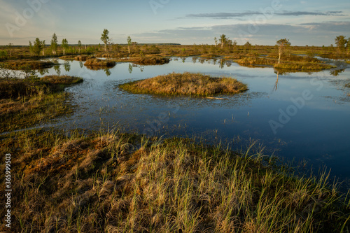 Riding swamp. A lake with small islands in the fall before sunset. Bog in Europe. 