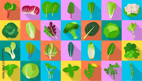Fényképezés Vegetable lettuce flat vector icon
