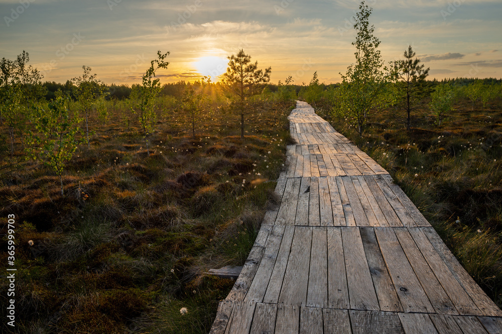 Wooden footbridge on a raised bog at sunset. Wonderful natural landscape of the protected area.
