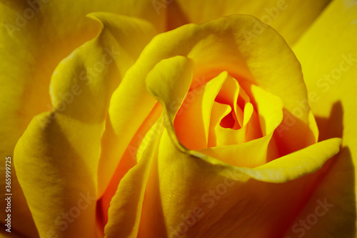 Flower background with yellow rose close up