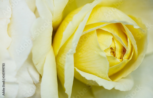Flower background with yellow rose close up