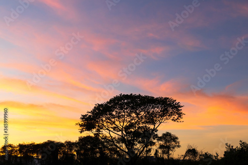 Fototapeta Naklejka Na Ścianę i Meble -  Silhouette tree with sunset sky, beautiful natural background.