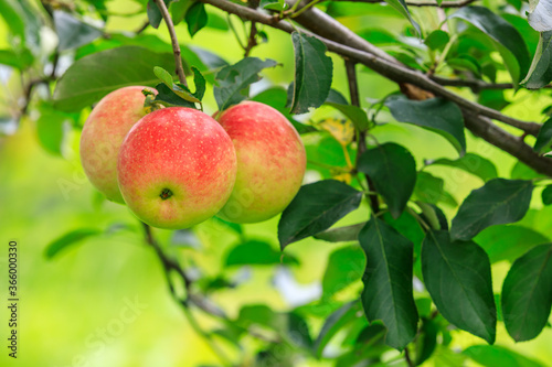 Red apples on the tree.fresh fruits in apple plantation.