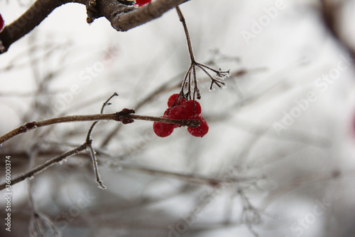 The berries of the potassium hang in bunches on the branches in the light of the winter early morning sun. on the branches of the shrub. The frozen nature of Siberia.