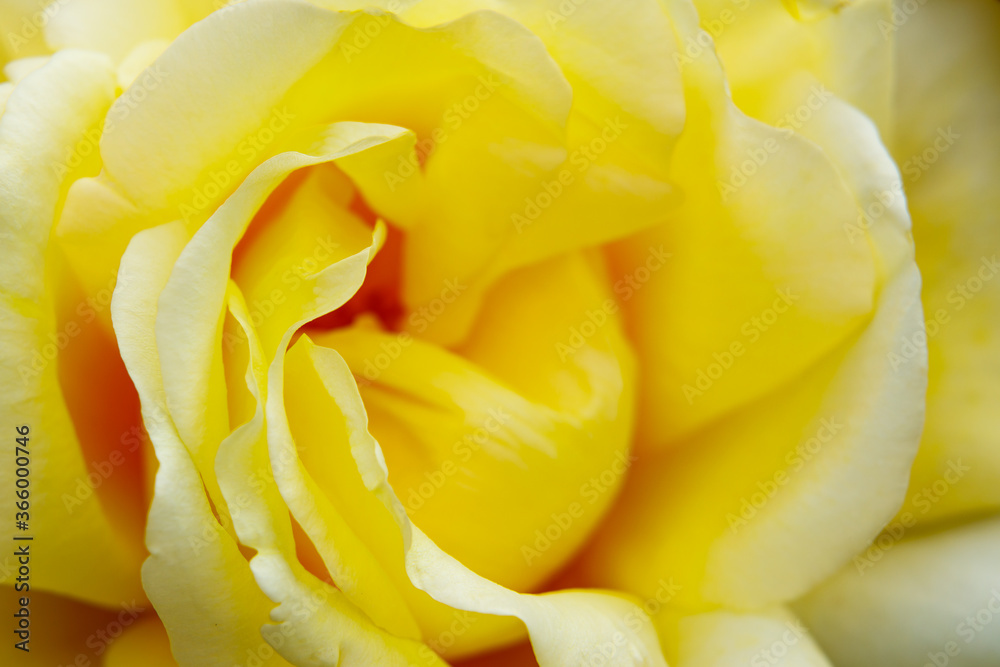 yellow rose close up