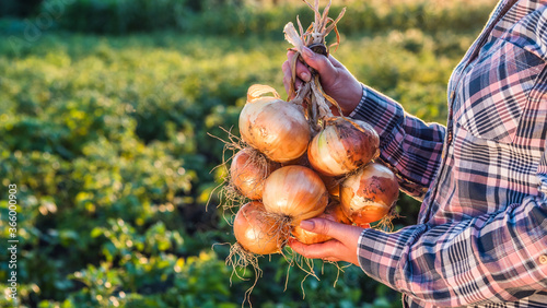 Foto Farmer holds a braid of ripe onion