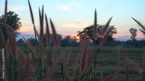 Itchgrass / scientific name 