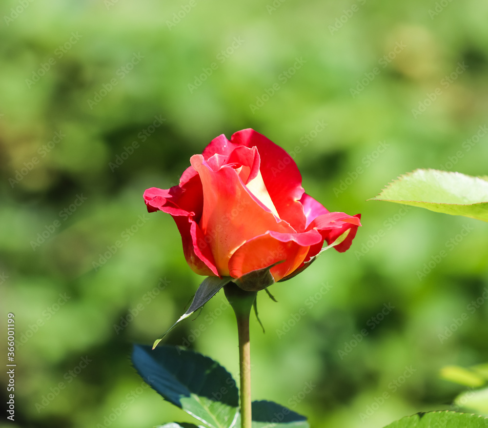 Beautiful red rose in the garden on a sunny day. Ideal for background greeting cards Beautiful red rose in the garden on a sunny day. Ideal for background greeting cards