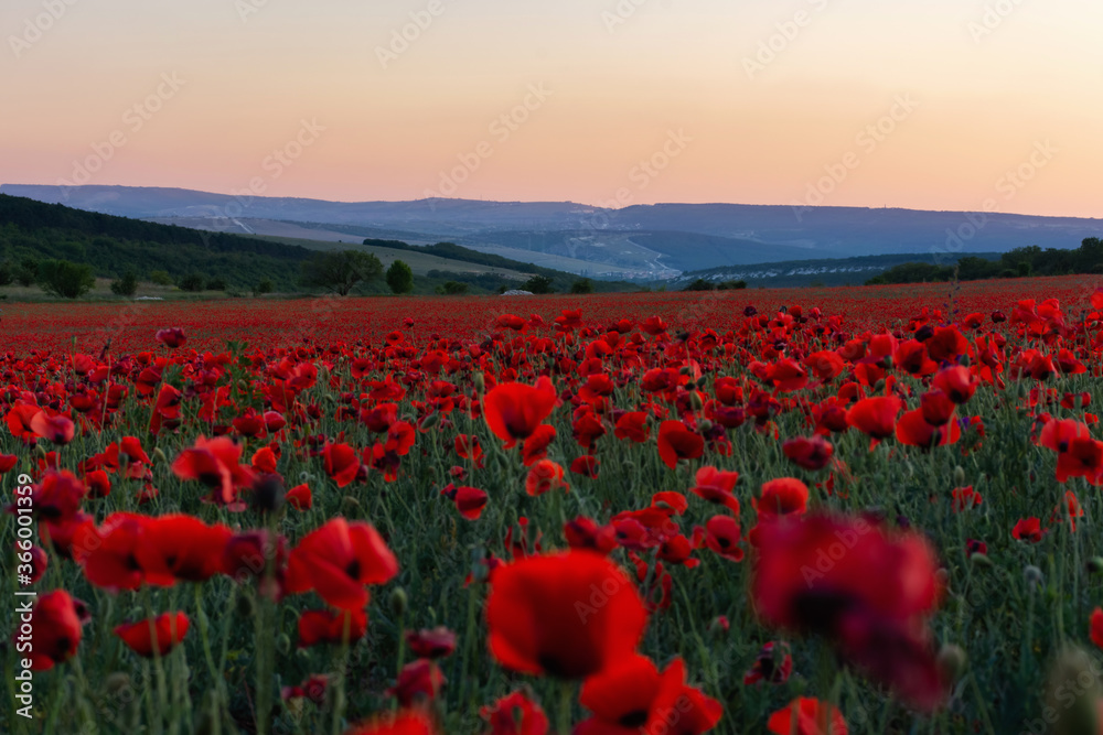 Poppy field at sunset. A bright scarlet sunset in a poppy field. Beautiful summer panoramic natural background.