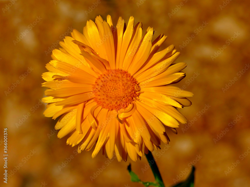 Obraz premium Calendula, medicinal plant with flower