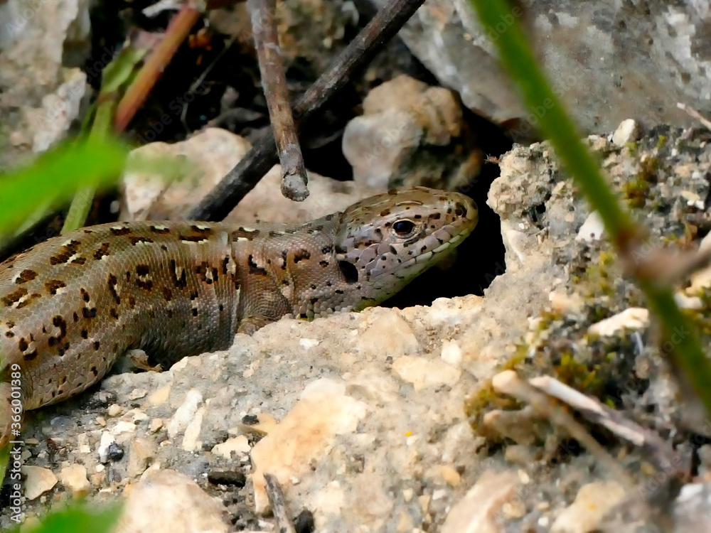 Naklejka premium female sand lizard during a sunbathing
