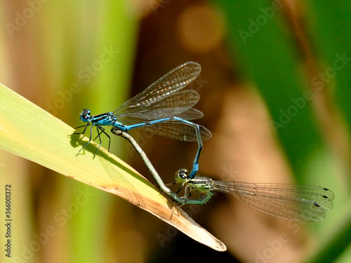 Azure Damselfly, reprodcution, mating photo