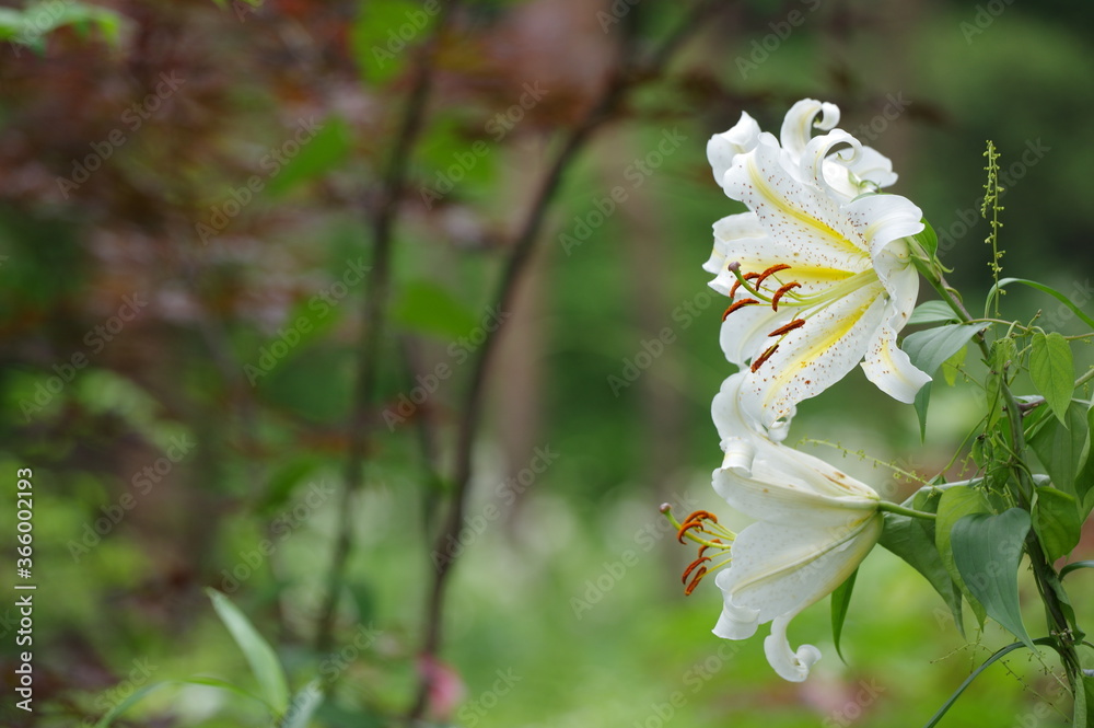 Obraz premium 万葉の森の群生するヤマユリ