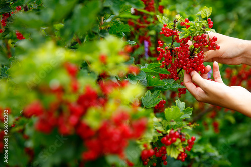 Women's hands collect red currants