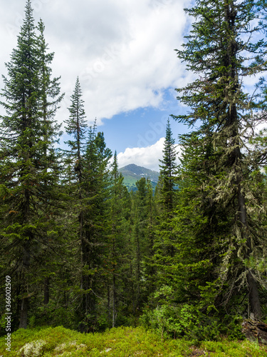 Fir in the coniferous forest. Sunny summer day. Taiga landscape