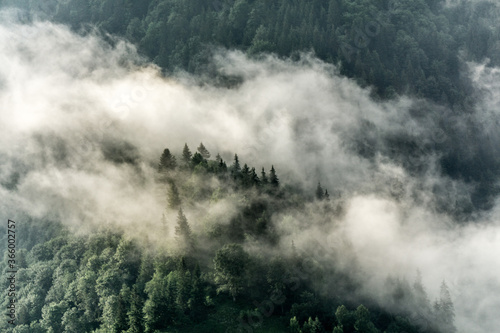 Misty forest  © Julia