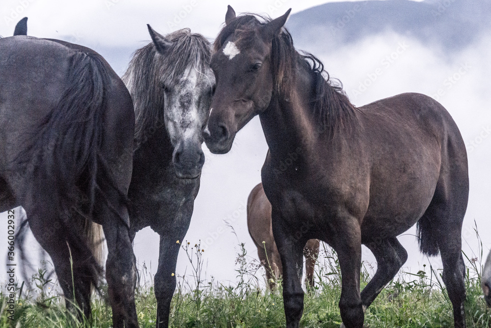 Horse on a mountain meadow Horse on a mountain meadow