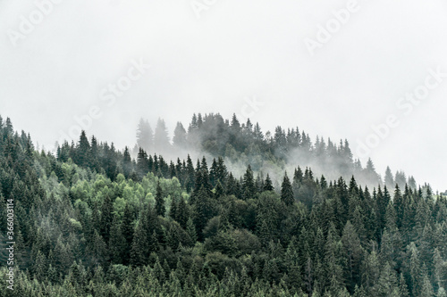 Misty forest
