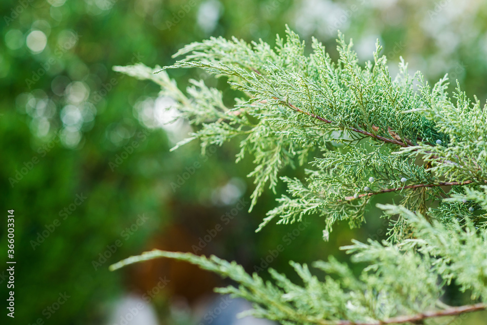Juniper Branch. Close up View with Blurred Background. Juniper Tree Texture Background. Juniper Branch. Close up View with Blurred Background. Juniper Tree Texture Background.