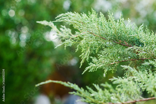 Juniper Branch. Close up View with Blurred Background. Juniper Tree Texture Background.