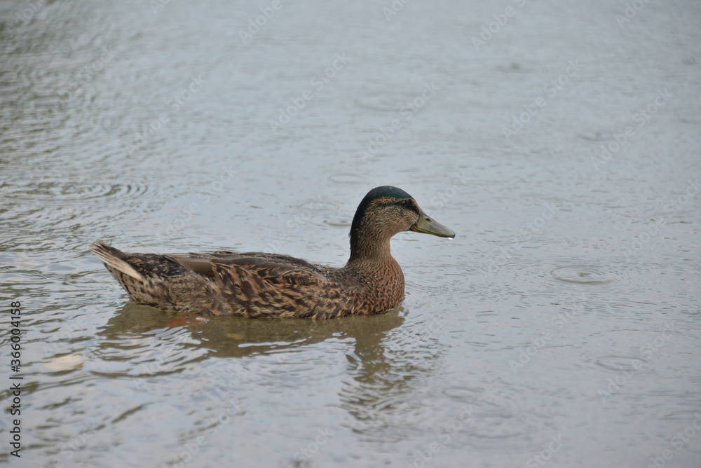 gray ducks swim on the lake during the day, people feed them bread gray ducks swim on the lake during the day, people feed them bread