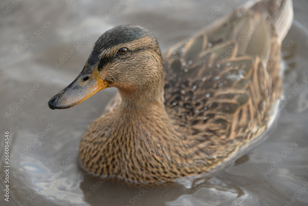 gray ducks swim on the lake during the day, people feed them bread gray ducks swim on the lake during the day, people feed them bread