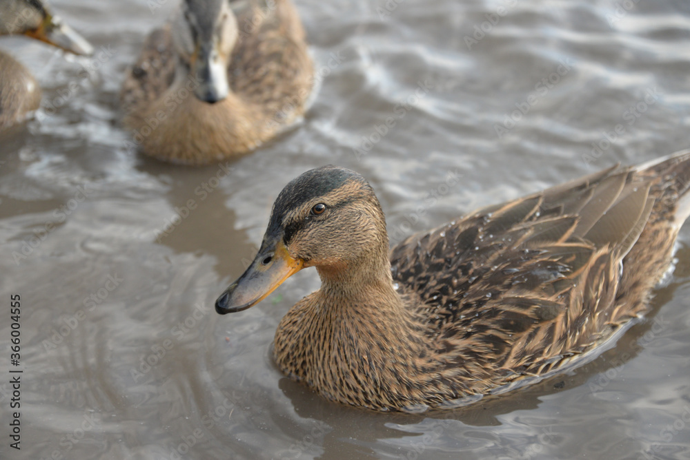 Fototapeta premium gray ducks swim on the lake during the day, people feed them bread