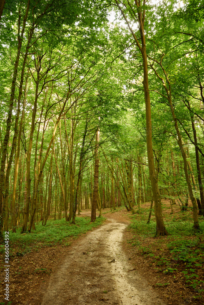 Dreamy forest path in the Briukhovychi woods, Roztocze Dreamy forest path in the Briukhovychi woods, Roztocze