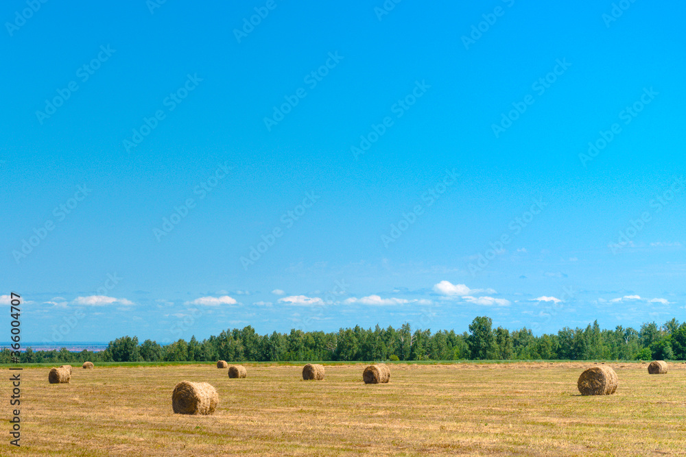 Field of mown grass with haystacks