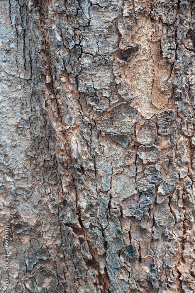 Natural wooden texture background. Closeup macro of old aged tree bark. Abstract tree nature backdrop or wallpaper. Natural wooden texture background. Closeup macro of old aged tree bark. Abstract tree nature backdrop or wallpaper.