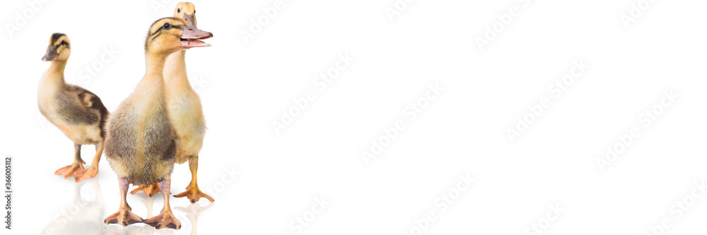 Duckling on a white background Duckling on a white background