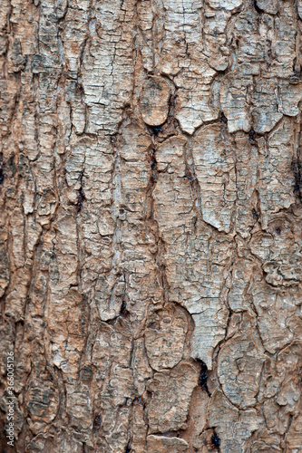 Natural wooden texture background. Closeup macro of old aged tree bark. Abstract tree nature backdrop or wallpaper.