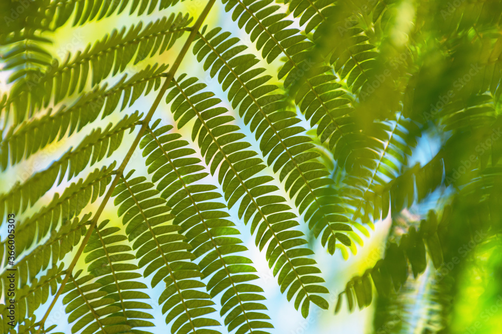 Green summer background of acacia leaves. Leaves of Lenkoran acacia or