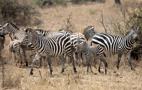 A heard of Zebra  Equus quagga  in the later afternoon with a young foal. Tanzania.