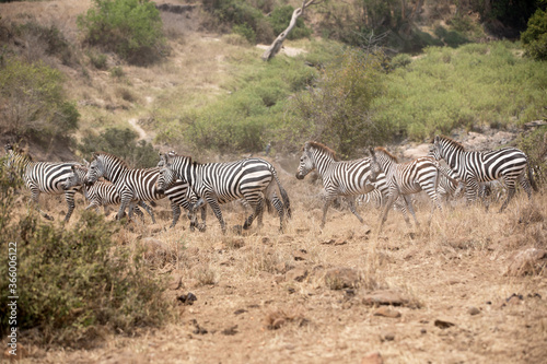 A heard of Zebra  Equus quagga  in the later afternoon. Tanzania.  