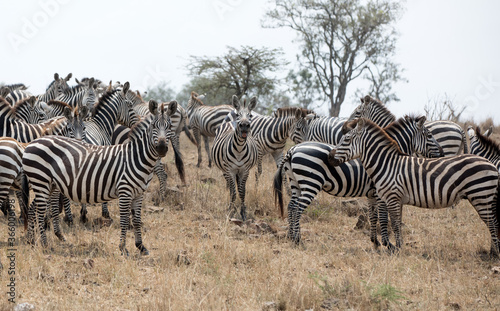A heard of Zebra  Equus quagga  in the later afternoon. Tanzania.  